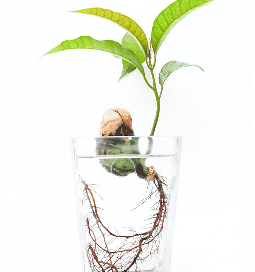 plant with roots growing in glass